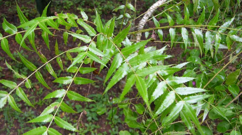 Qualche cenno sulla Boswellia